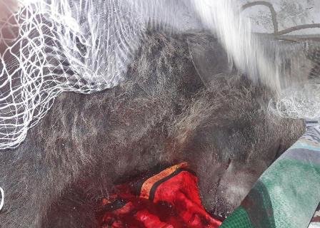 آسیب‌دیدگی یک قلاده خرس قهوه‌ای در البرز