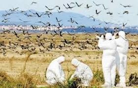 هشدارهای دامپزشکی اردبیل در خصوص پیشگیری از شیوع بیماری آنفلوانزای فوق حاد پرندگان