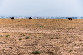 تالاب ''صالحیه'' در روستای صالحیه نظرآباد استان البرز