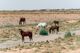 تالاب ''صالحیه'' در روستای صالحیه نظرآباد استان البرز