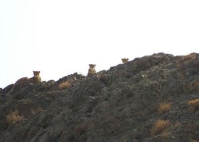 اتمام فاز اول پروژه مطالعه سیمای پوشش گیاهی پارک ملی توران