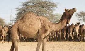 بهره‌برداری از طرح پرواربندی شتر در نهبندان با حضور وزیر تعاون