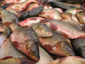 جای خالی ماهی در سفره زنجانی‌ها