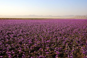 نمایی از یک مزرعه زعفران در منطقه مَرغزار. سالانه در حدود 44 تن زعفران از مزارع تربت حیدریه برداشت می شود.