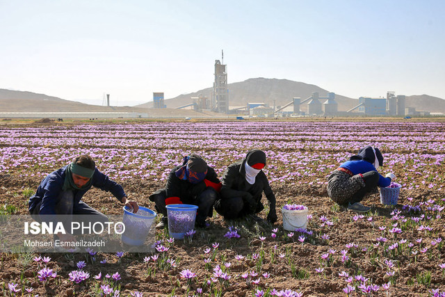 کاهش ۵۰ درصدی تولید زعفران در خراسان رضوی