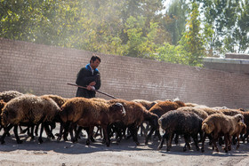 دامپروی و پرورش دام یکی از شغل‌های مردم روستای «زرگر» است.