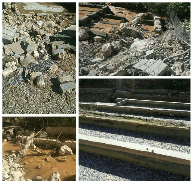 خسارت 550 میلیارد تومانی زلزله به بخش کشاورزی کرمانشاه