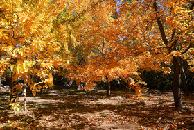 ایران زیباست؛ طبیعت پاییزی قم