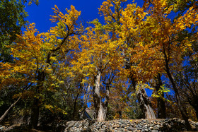 ایران زیباست؛ طبیعت پاییزی قم