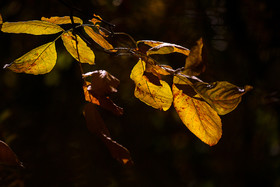 ایران زیباست؛ طبیعت پاییزی قم