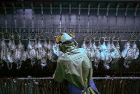 کشتارگاه صنعتی مرغ - اراک