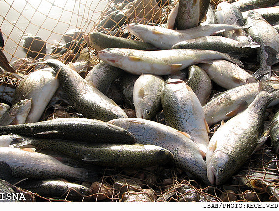 عرضه مستقیم ماهی ارزان قیمت در آینده نزدیک