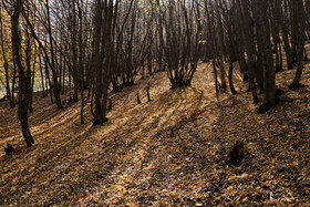 ایران زیباست؛ طبیعت پاییزی جنگل‌های پیرداود (حسنو مئشسی) بخشی از جنگل‌های ارسباران در شهرستان ورزقان استان آذربایجان شرقی