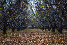 ایران زیباست؛ طبیعت پاییزی باغات سیب ارومیه