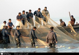 صید بیش از 400 تن انواع ماهیان استخوانی در گیلان