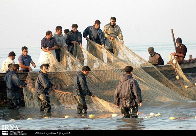 صید بیش از 400 تن انواع ماهیان استخوانی در گیلان