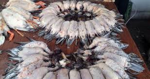  بازار فروش پرندگان فریدونکنار کل استان مازندران را درگیر کرده است