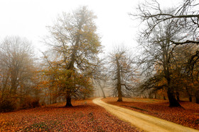 ایران زیباست؛ طبیعت پاییزی منطقه «مازیچال».مهمترین گونهی گیاهی این منطقه یک نوع بلوط است که تنها در این جنگل وجود دارد که در زبان محلی بلوط را «مازو» میخوانند و به گودال «چال» به آن میگویند، به دلیل انبوه درختان بلوط در این منطقه، «مازیچال» نام گرفته و به معنای گودال بلوط است.