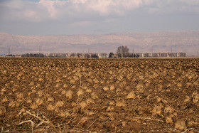 به گفته مسئولان شهرستان کوهدشت استان لرستان بیش از هفت هزار هکتار چغندرقند در این شهرستان کاشته شده است.