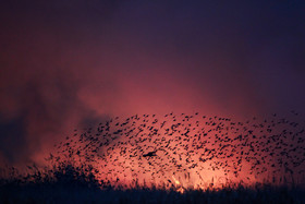 آتش سوزی در تالاب میقان - اراک