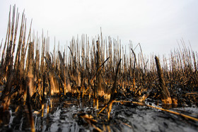 تالاب میقان پس از آتش سوزی - اراک