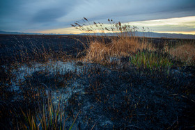 تالاب میقان پس از آتش سوزی - اراک