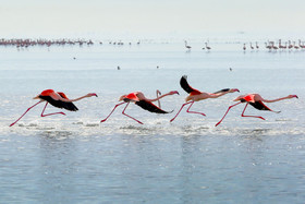 رصد مستمر زیستگاه پرندگان در خلیج گرگان