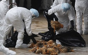 شناسایی ۱۱ کانون آنفلوانزای فوق حاد پرندگان در یزد