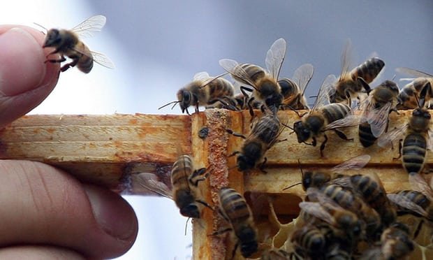 اصلاح نژاد زنبور عسل ایرانی پس از 14 نسل/بهبود رفتار دفاعی و تولید 3 برابری عسل در زنبورستان‌ها