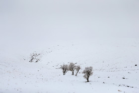 طبیعت برفی روستای موئیجین  در همدان