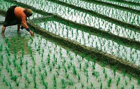 نخستین نشا برنج کشور در مازندران