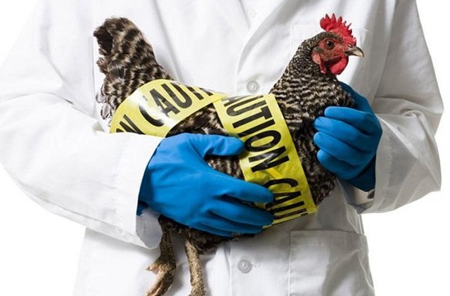 جمع‌آوری طیور خانگی مشکوک به آنفلوآنزای پرندگان روستای «شولم» 