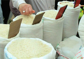 تولید برنج ارگانیک مازندران به‌زودی