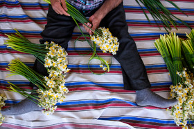 هر شاخه گل نرگس حدود ۲۵۰۰ الی ۵ هزار ریال ارزش اقتصادی برای کشاورزان جویباری دارد.
