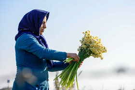 شهر جویبار یکی از بزرگ‌ترین شهر‌های کاشت گل نرگس در استان مازندران محسوب می‌شود.