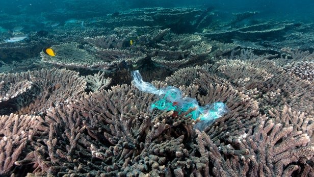 شناسایی عامل تهدید کننده جدید برای صخره‌های مرجانی