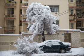 خسارت و شکسته شدن درختان در خیابانها و کوچه های شهر تهران 