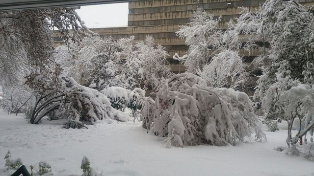 دغدغه‌ها و خرسندی‌های مرضیه برومند در یک روز برفی