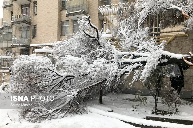 خسارت و شکسته شدن درختان در خیابانها و کوچه های شهر تهران 