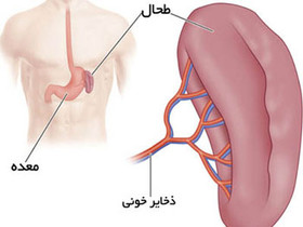 طحال چیست،کجاست و چه می‌کند؟