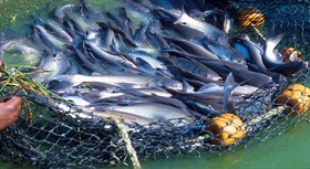 صادرات محصولات شیلاتی به یک میلیارد دلار می‌رسد/ پرورش ماهیان خاویاری در ۲۲ استان
