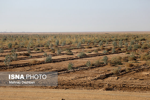 احداث دو پارک جنگلی بین ایران و عراق
