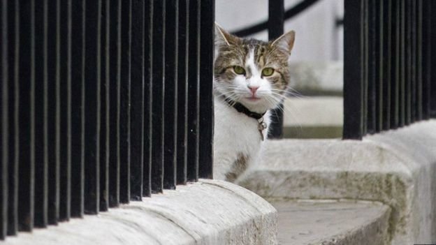 روایت بعیدی‌نژاد از «گربه‌های دیپلمات» در انگلستان/ تصاویر