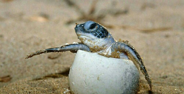 گرمایش جهانی، جنسیت لاک‌پشت‌های دریایی را تغییر می‌دهد 
