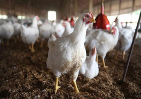 مواردی از گوشتخوار شدن مرغ‌ها در خراسان رضوی گزارش نشده است
