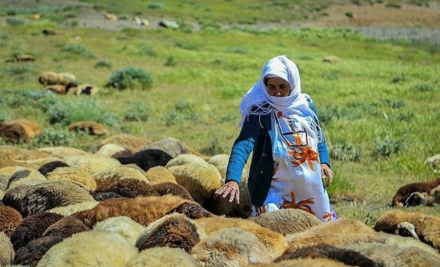 سهم ۵۰ درصدی زنان از تولیدات عشایری و روستایی آذربایجان غربی