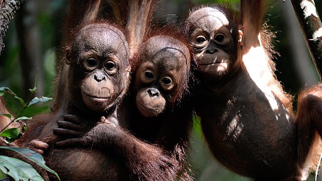 کاهش جمعیت اورانگوتان‌های بورنئو به دلیل کشت پالم