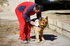سگ‌های امدادی در دومین روز جست و جوی هواپیمای مسافربری تهران - یاسوج - روستای «کهنگان»
