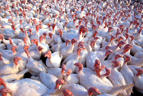 سالانه ۱۵۰۰ تن گوشت بوقلمون در لرستان تولید می‌شود