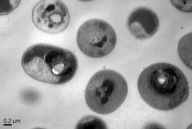 کشتن ابر ویروس‌های مقاوم به آنتی‌بیوتیک با پلیمر مصنوعی جدید